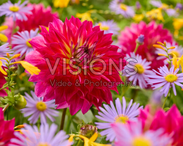 Dahlia Rosy Delight Dahlia Rosy Delight