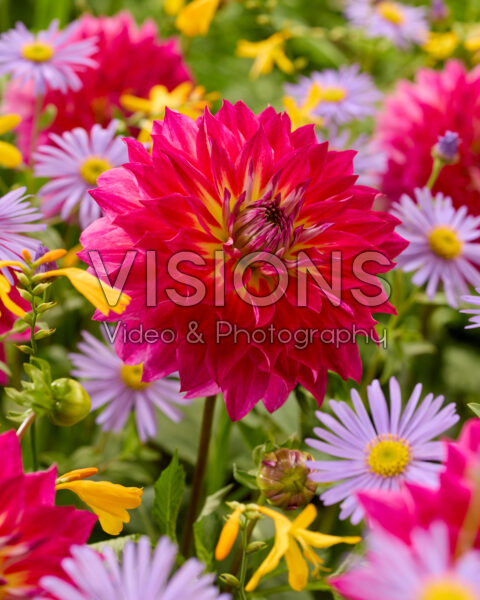 Dahlia Rosy Delight Dahlia Rosy Delight