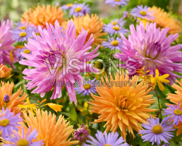 Dahlia Ludwig Helfert, Mingus Randy Dahlia Ludwig Helfert, Mingus Randy