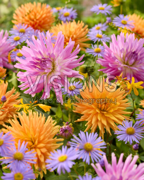 Dahlia Ludwig Helfert, Mingus Randy Dahlia Ludwig Helfert, Mingus Randy