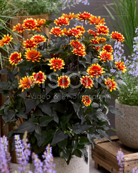 Heliopsis helianthoides Bonfire Sunset Heliopsis helianthoides Bonfire Sunset