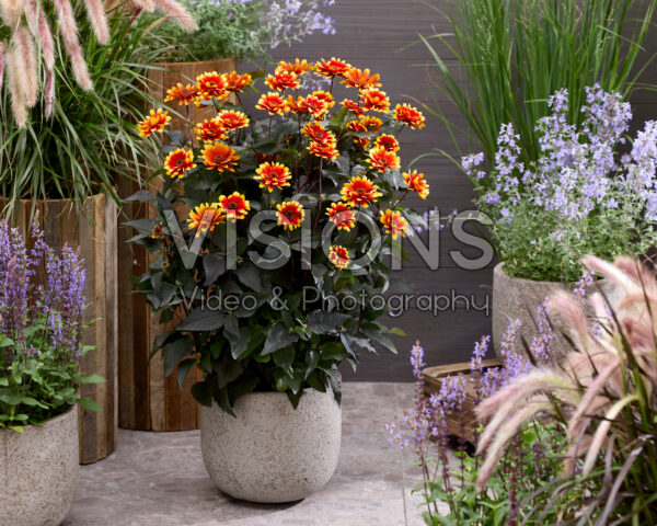 Heliopsis helianthoides Bonfire Sunset