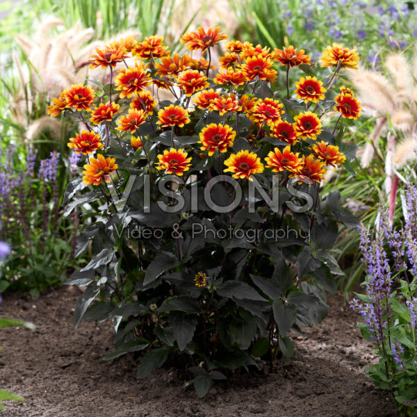 Heliopsis helianthoides Bonfire Sunset Heliopsis helianthoides Bonfire Sunset