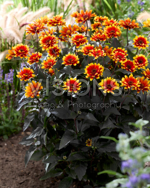 Heliopsis helianthoides Bonfire Sunset