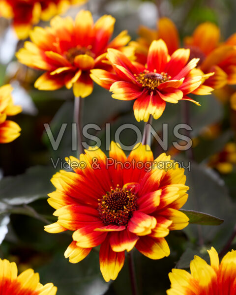 Heliopsis helianthoides Bonfire Sunset