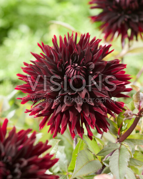 Dahlia Black Jack Dahlia Black Jack