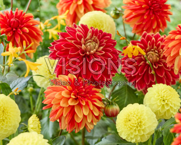 Dahlia gemengd Dahlia gemengd