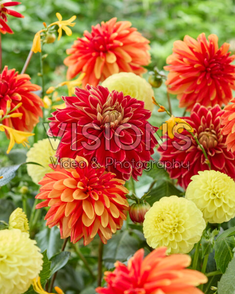 Dahlia gemengd