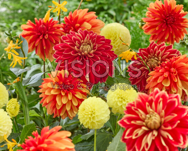 Dahlia gemengd