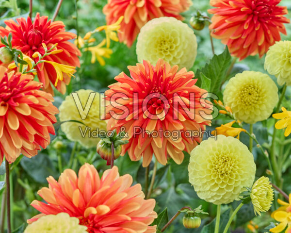 Dahlia mixed
