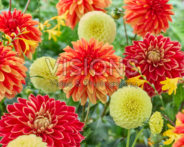 Dahlia gemengd Dahlia gemengd