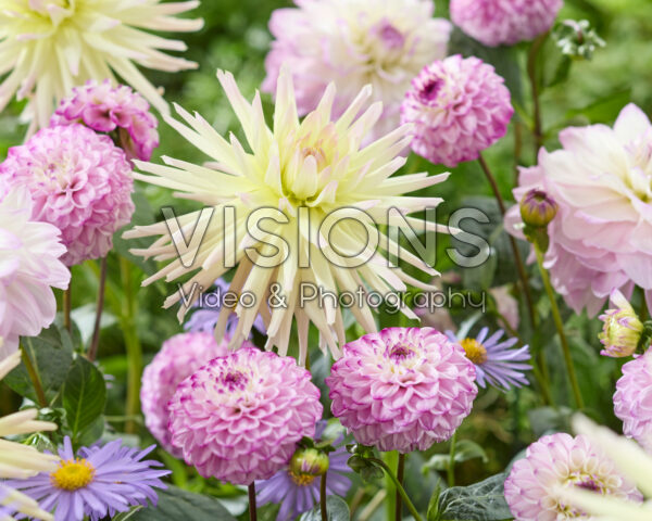 Dahlia Genova, Shooting Star