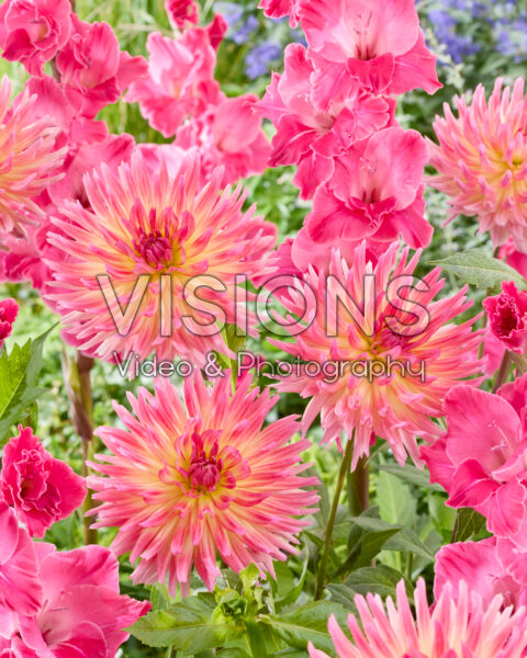 Dahlia Karma Sangria, Gladiolus Dahlia Karma Sangria, Gladiolus