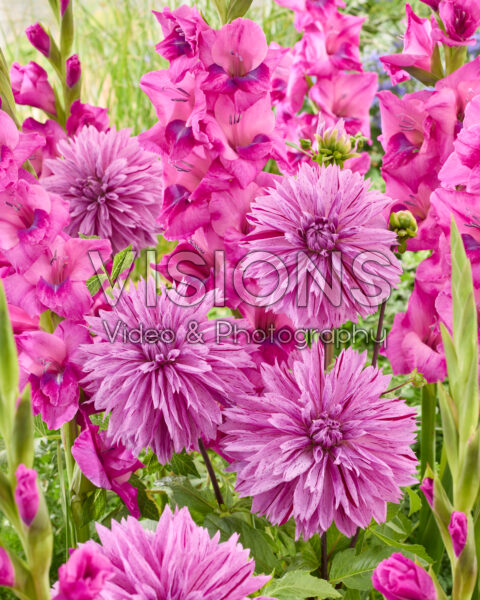 Dahlia Nikola Tesla, Gladiolus Dahlia Nikola Tesla, Gladiolus