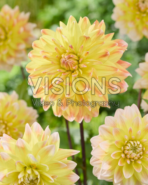 Dahlia Peaches and Cream