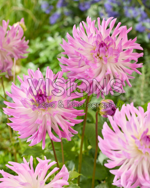 Dahlia Bold Accent