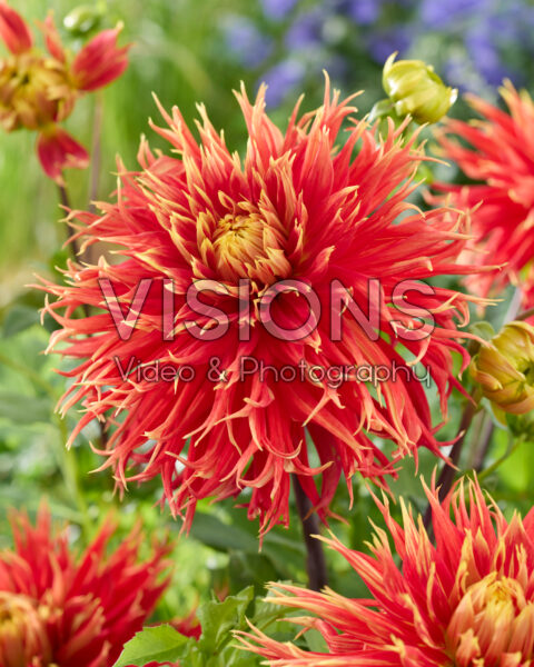 Dahlia Show 'n' Tell Dahlia Show 'n' Tell