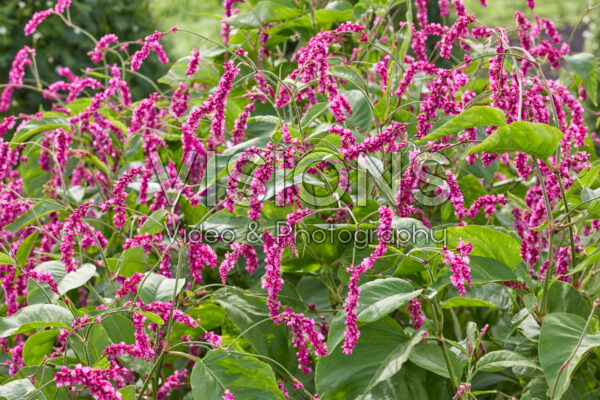 Persicaria orientalis Cerise Pearls Persicaria orientalis Cerise Pearls