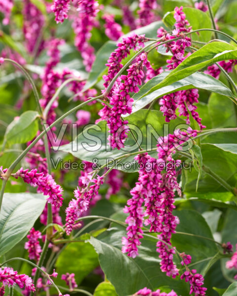 Persicaria orientalis Cerise Pearls