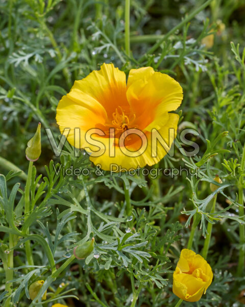 Eschscholzia californica Yukon Gold