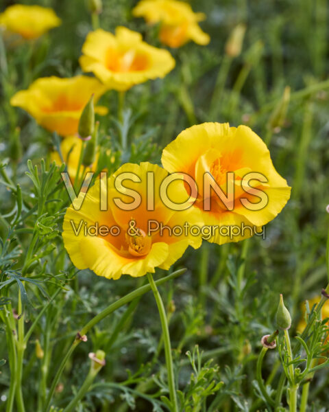 Eschscholzia californica Yukon Gold