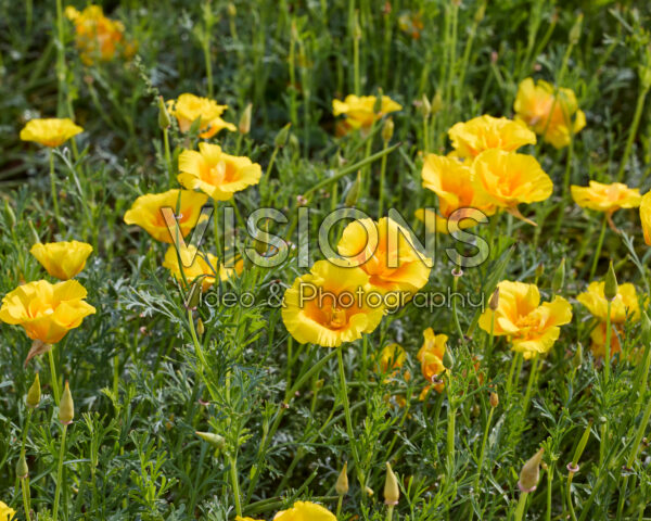 Eschscholzia californica Yukon Gold