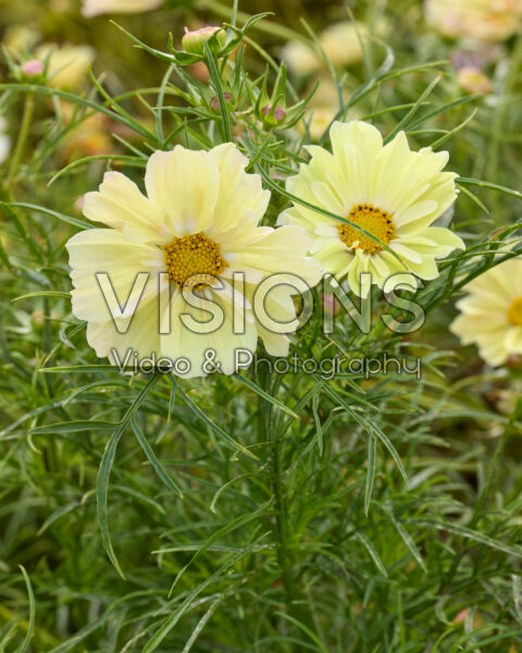Cosmos bipinnatus Xanthos