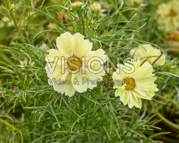 Cosmos bipinnatus Xanthos