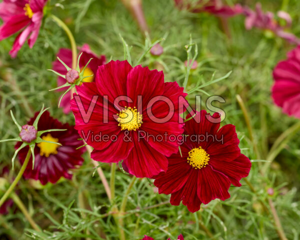 Cosmos bipinnatus Rubenza