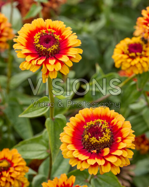 Zinnia elegans Macarenia