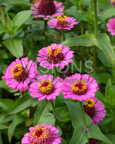 Zinnia elegans Zinderella Paars