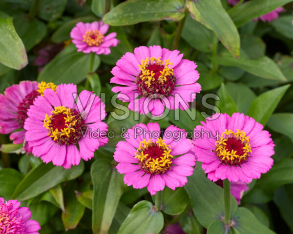 Zinnia elegans Zinderella Paars