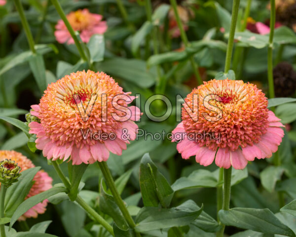 Zinnia elegans Zinderella Peach Zinnia elegans Zinderella Peach