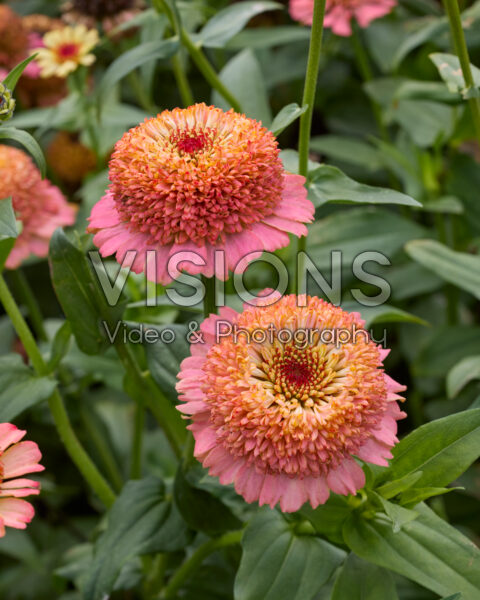 Zinnia elegans Zinderella Peach Zinnia elegans Zinderella Peach