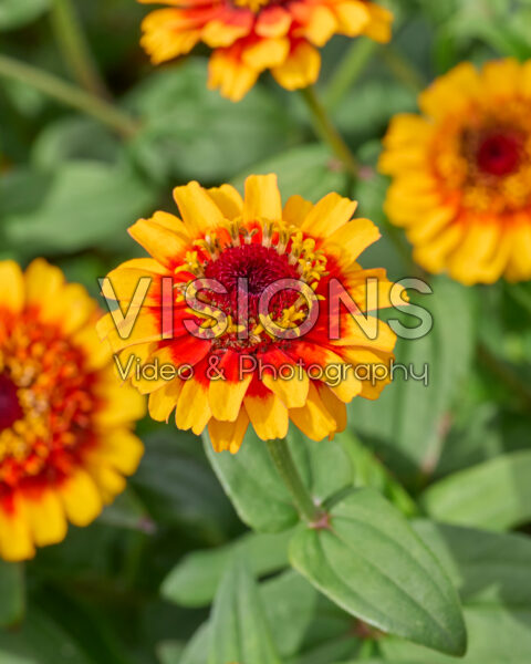 Zinnia elegans