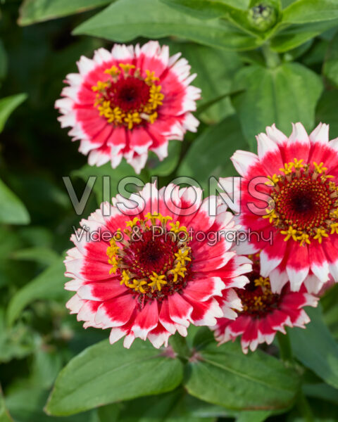 Zinnia elegans Zinnia elegans