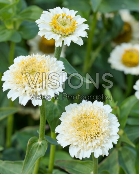 Zinnia elegans Zinderella White