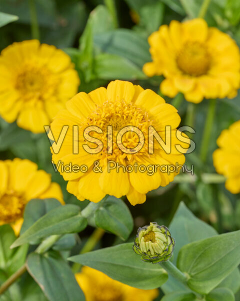 Zinnia elegans
