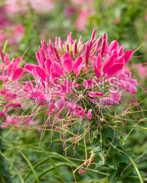 Cleome hassleriana Cherry Queen
