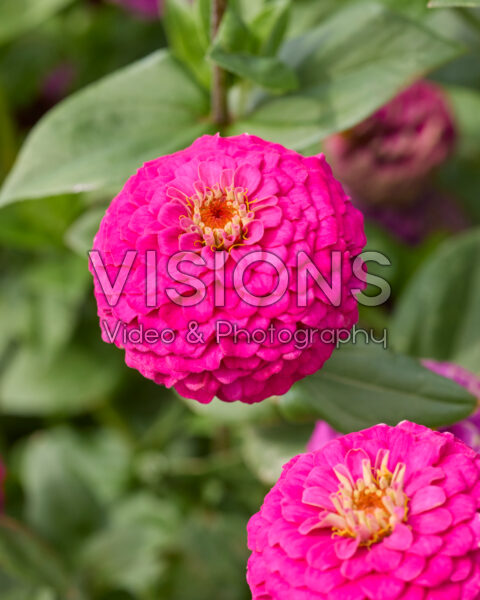 Zinnia elegans Lilliput