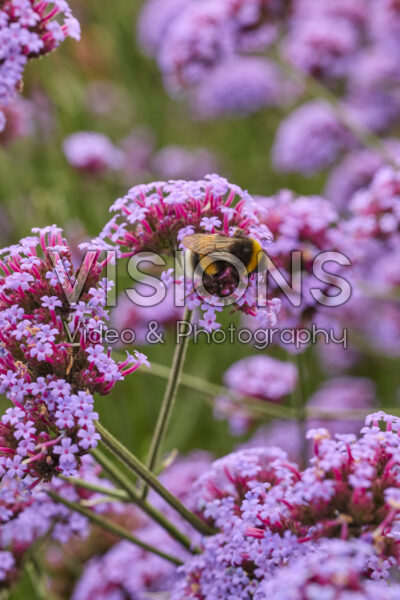 Verbena bonariensis Vanity Verbena bonariensis Vanity