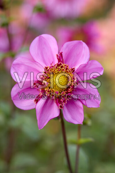 Dahlia Dad's Favorite Dahlia Dad's Favorite