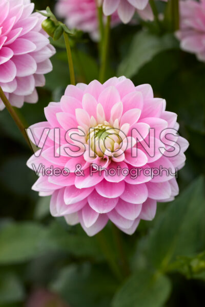 Dahlia Dapex Pink Delight Dahlia Dapex Pink Delight
