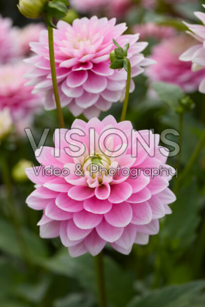 Dahlia Dapex Pink Delight