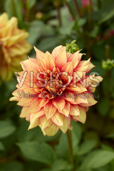 Dahlia Dazzling Magic