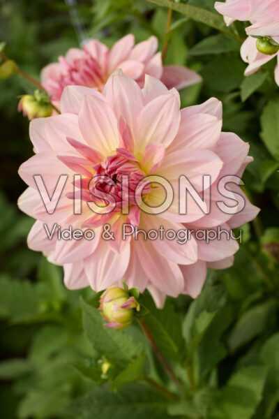 Dahlia Fairway Pilot