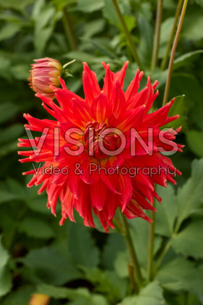 Dahlia Fired Up