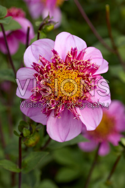 Dahlia Dad's Favorite Dahlia Dad's Favorite