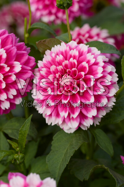 Dahlia Fuzzy Wuzzy Dahlia Fuzzy Wuzzy