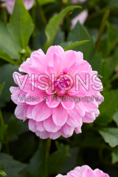 Dahlia Garden Sensation Dahlia Garden Sensation